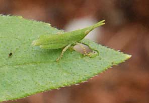 昆虫の保護色 目指せ 賢い消費者